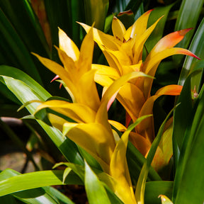 Bromelia geel - Bromeliaceae - Willemse