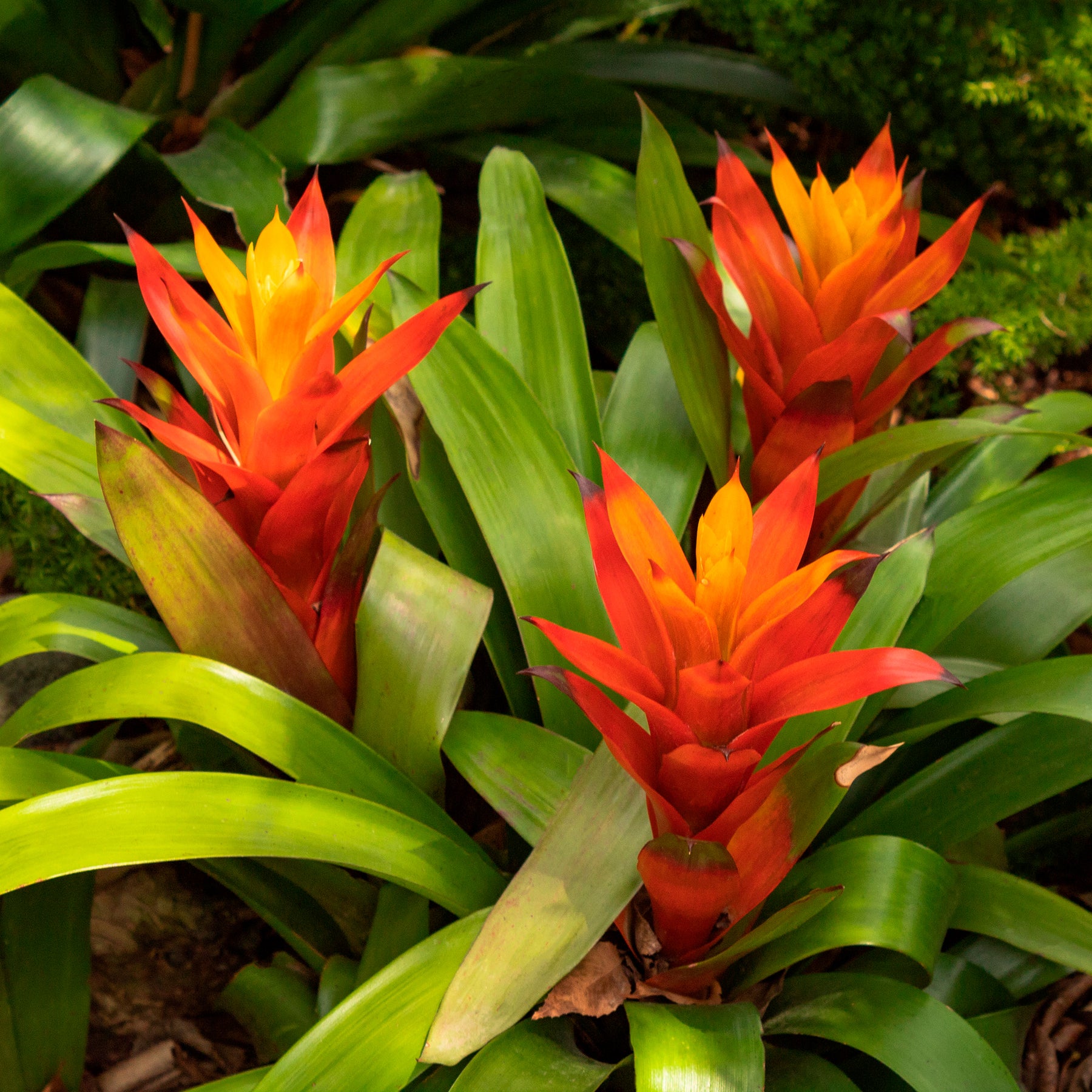 Bromelia oranje - Willemse