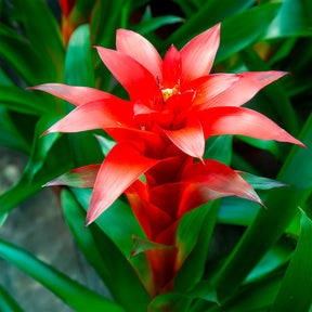 Balkon- en terrasbloemen - Bromelia rood - Bromeliaceae