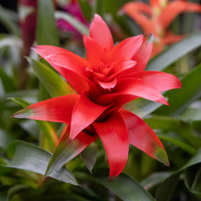 Bromeliaceae - Bromelia rood - Balkon- en terrasbloemen