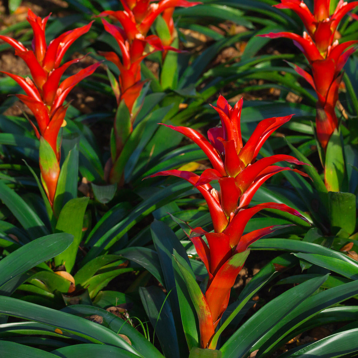 Bromelia rood - Willemse