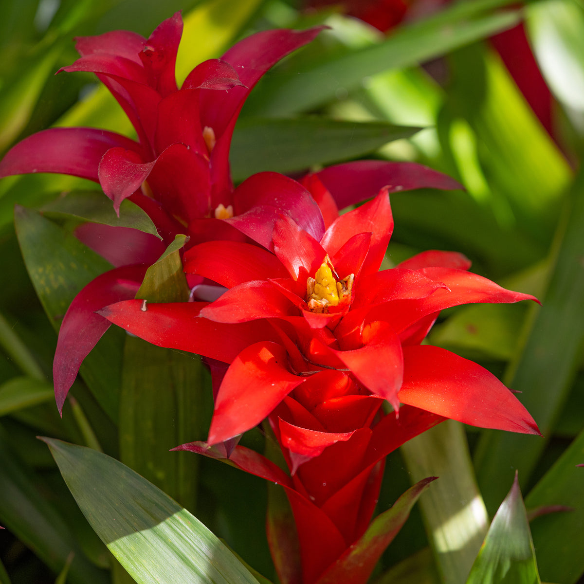 Bromelia rood - Bromeliaceae - Willemse