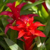 Bromelia rood - Bromeliaceae - Willemse