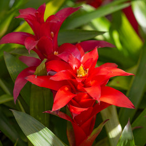 Bromelia rood - Bromeliaceae - Willemse