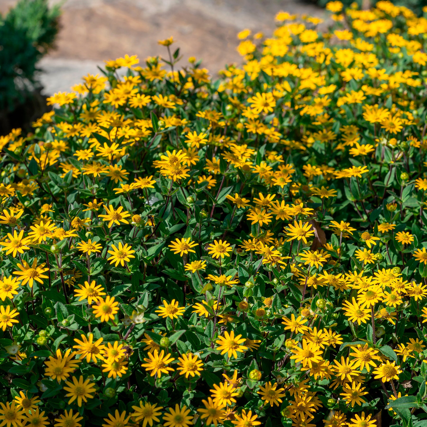 Sanvitalia - Sanvitalia procumbens - Willemse