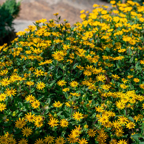 Sanvitalia - Sanvitalia procumbens - Willemse