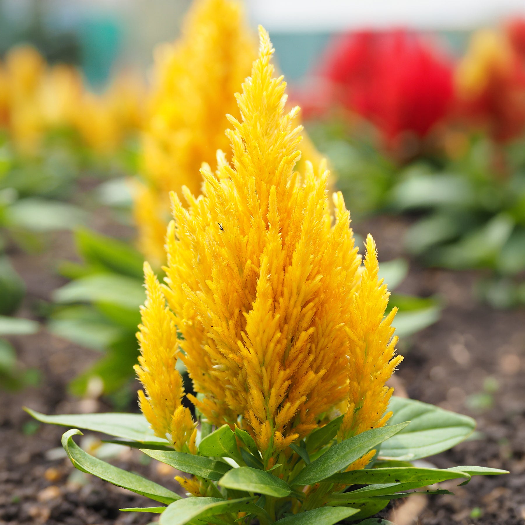 Hanenkam geel - Celosia argentea - Willemse
