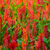 Hanenkam oranje - Celosia argentea - Willemse
