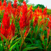 Hanenkam rood - Willemse