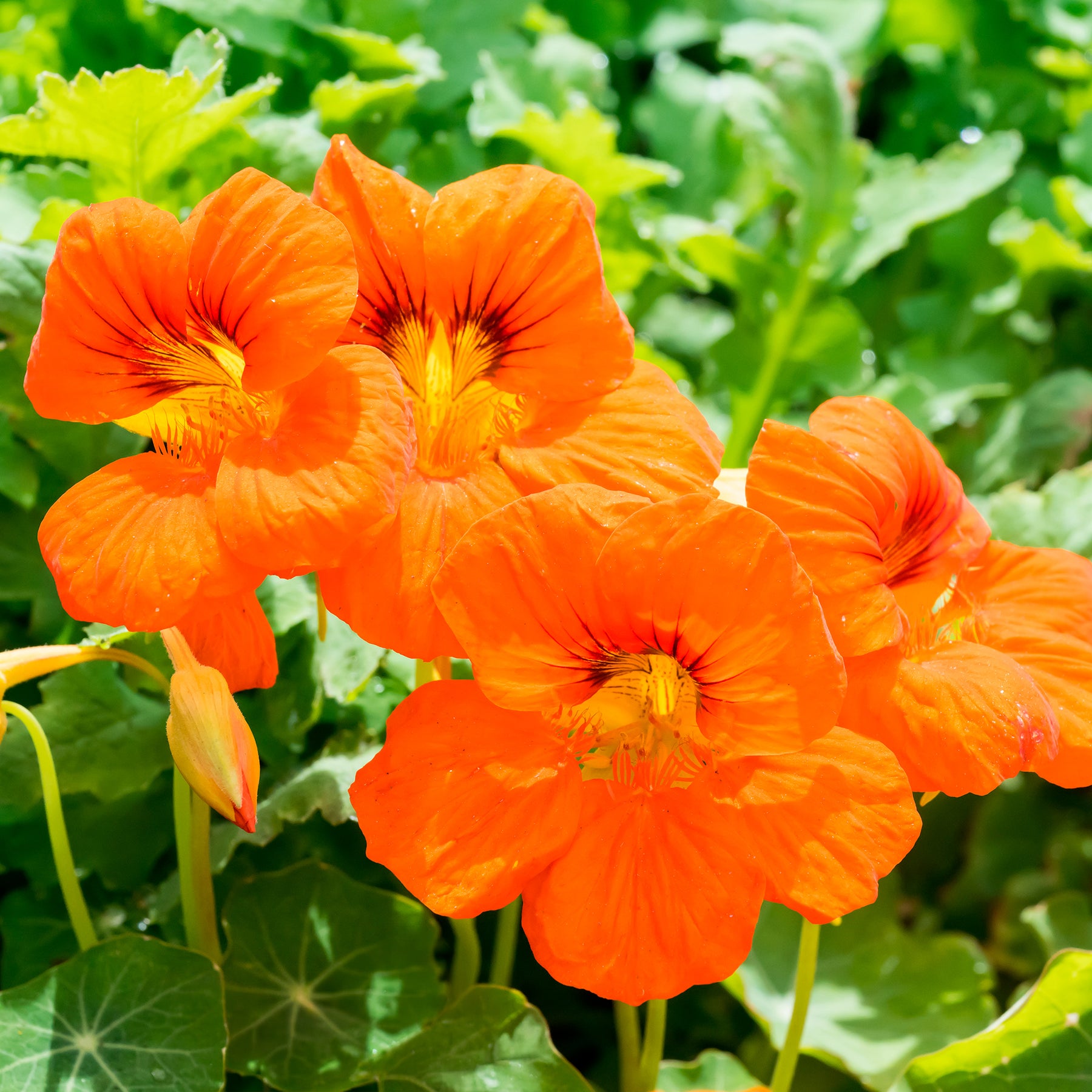 Oranje Oost-Indische kers - Willemse