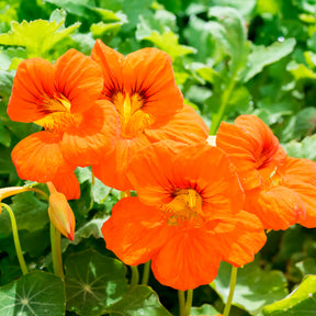 Oranje Oost-Indische kers - Willemse