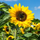 Zonnebloem - Helianthus annuus - Willemse
