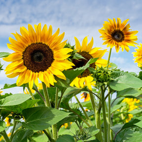 Zonnebloem - Willemse