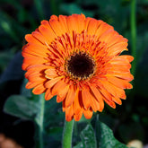 Gerbera oranje - Willemse