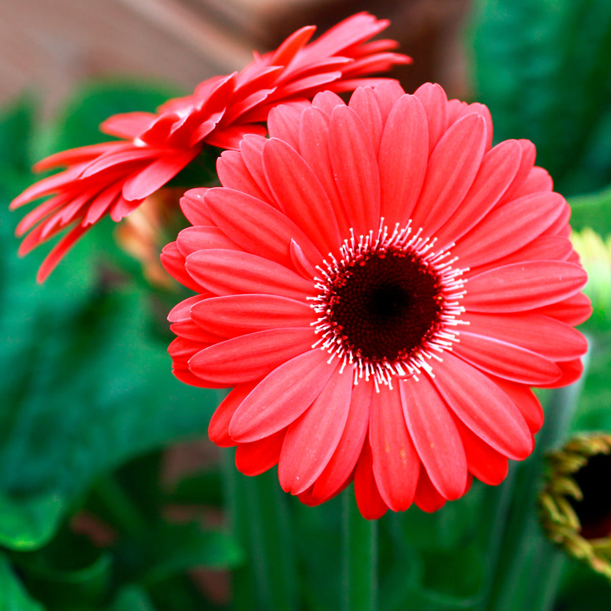 Gerbera rood - Gerbera jamesonii - Willemse
