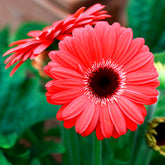 Gerbera rood - Gerbera jamesonii - Willemse