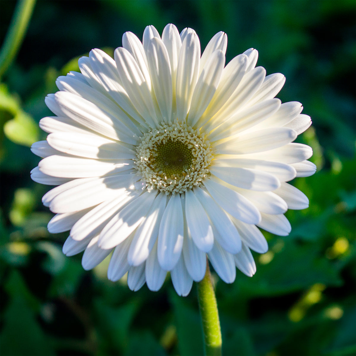 Gerbera wit - Willemse