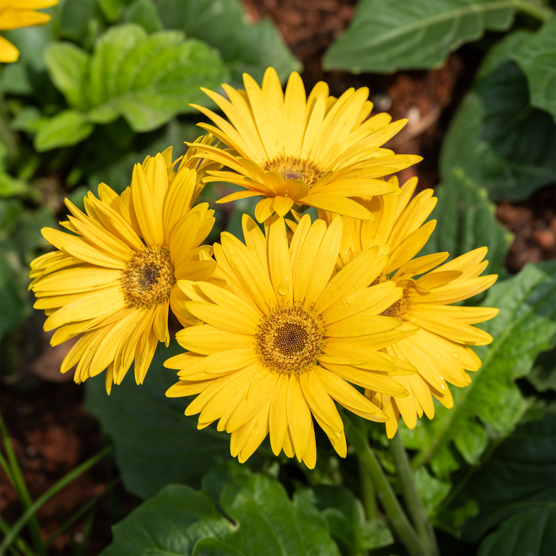 Gerbera geel - Willemse