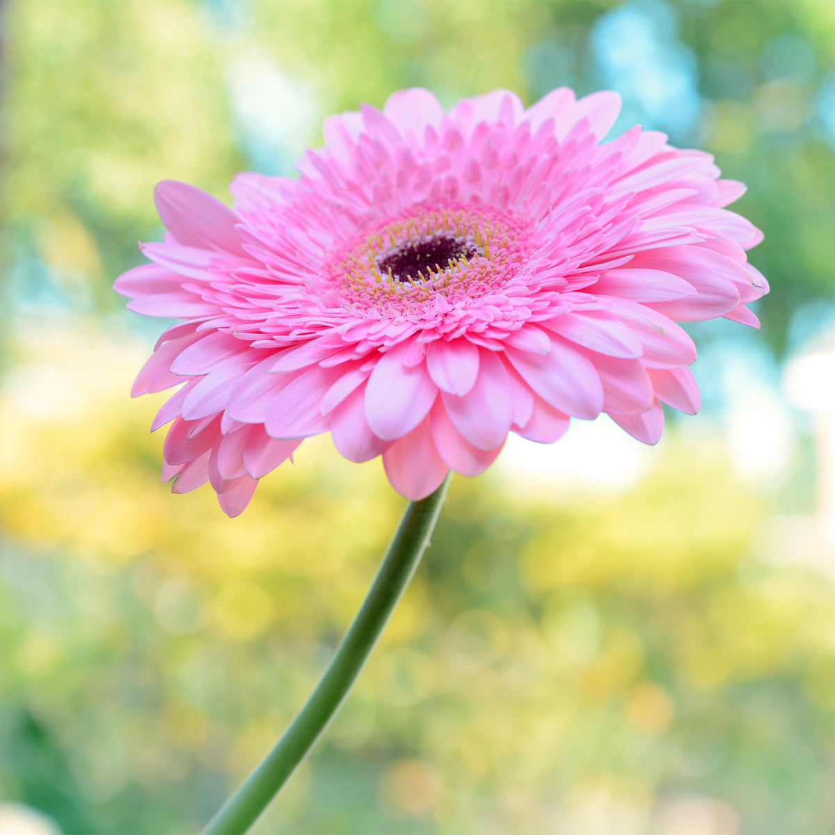Gerbera roze - Gerbera jamesonii - Willemse