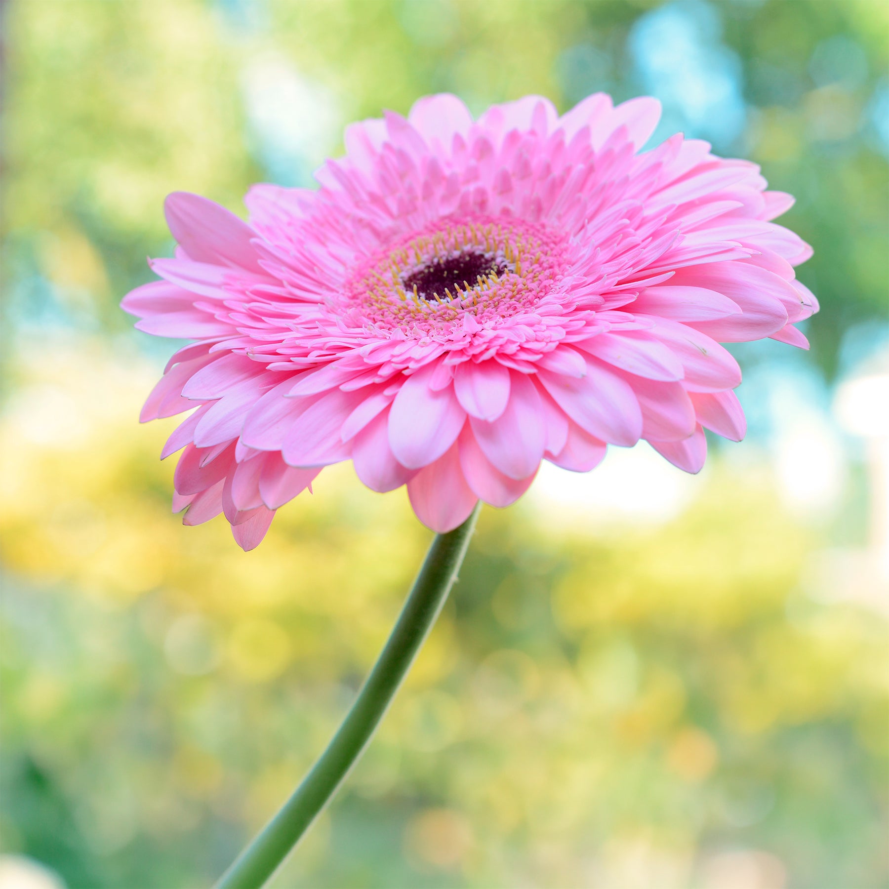 Gerbera roze - Gerbera jamesonii - Willemse