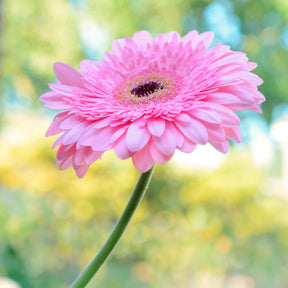 Gerbera roze - Gerbera jamesonii - Willemse