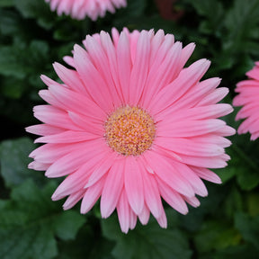 Gerbera roze - Willemse
