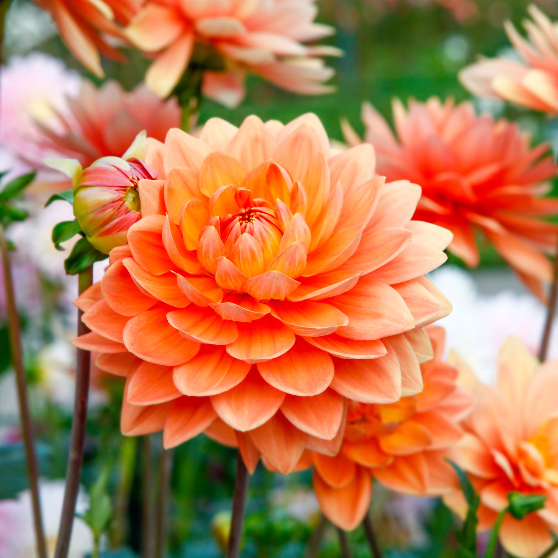 Dahlia oranje - Willemse