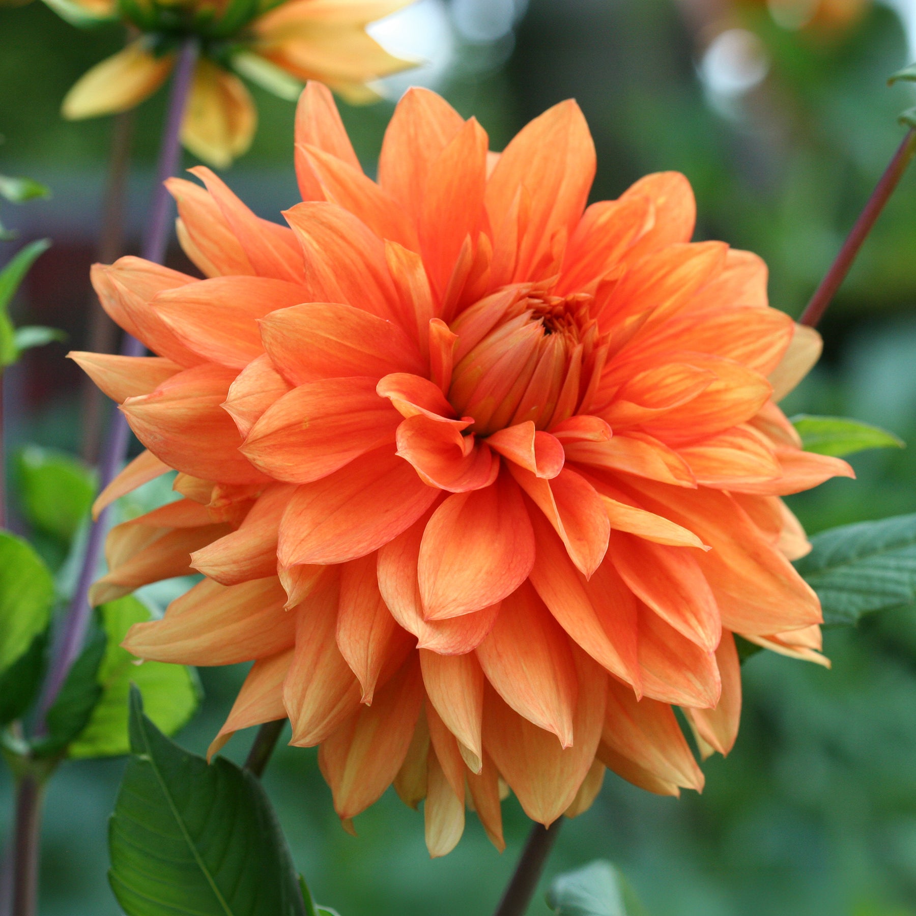 Dahlia oranje - Dahlia pinnata - Willemse