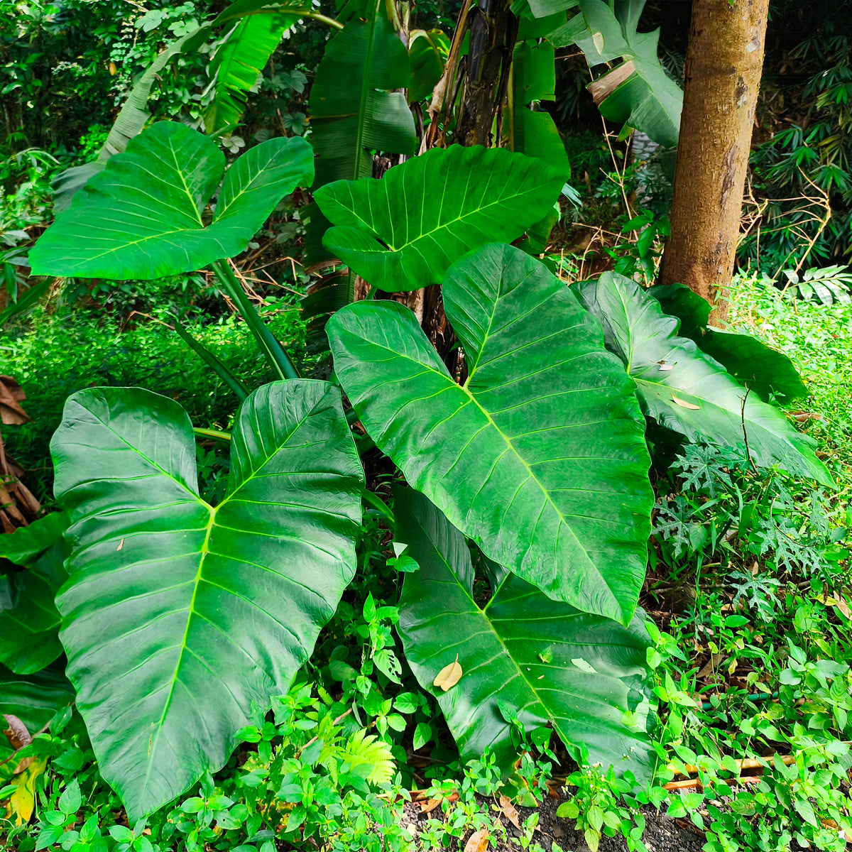 Alocasia Macrorrhiza - Riesen-Alokasie - Kleine kamerplanten