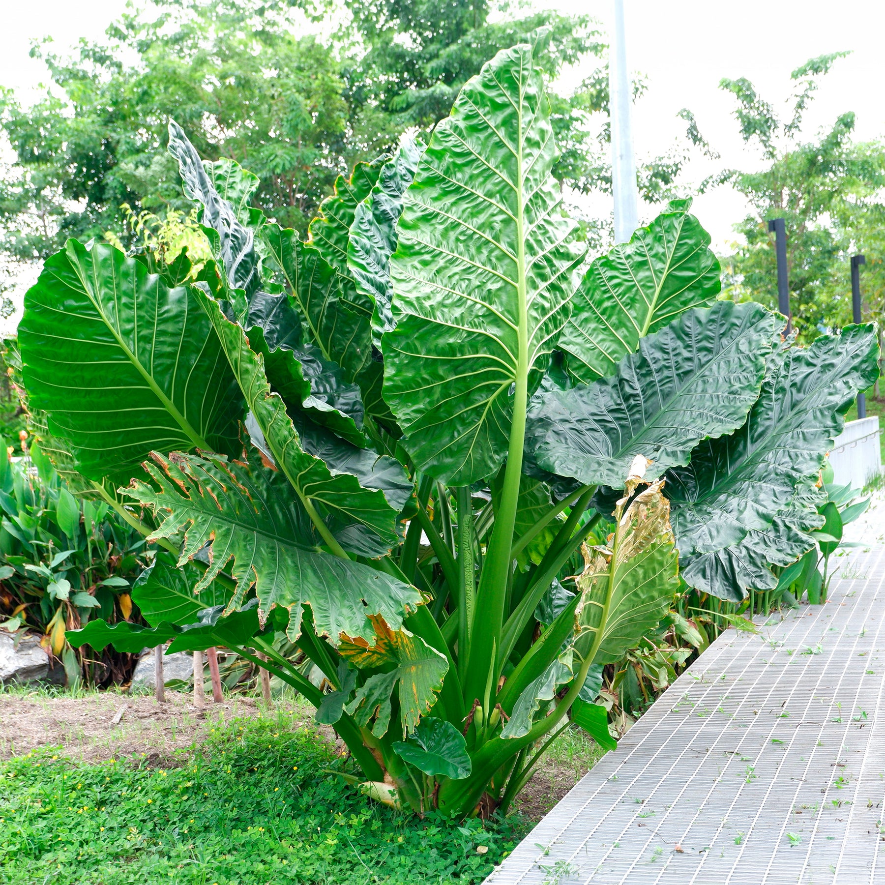 Riesen-Alokasie - Alocasia Macrorrhiza - Willemse