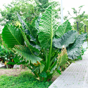 Riesen-Alokasie - Alocasia Macrorrhiza - Willemse