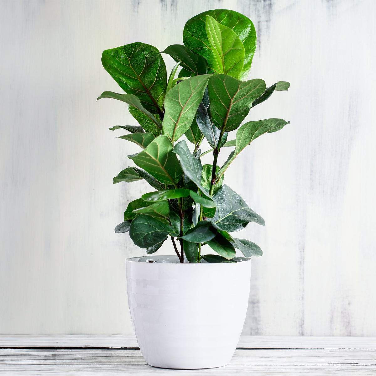 Geigenfeige - Ficus Lyrata - Willemse
