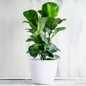 Geigenfeige - Ficus Lyrata - Willemse
