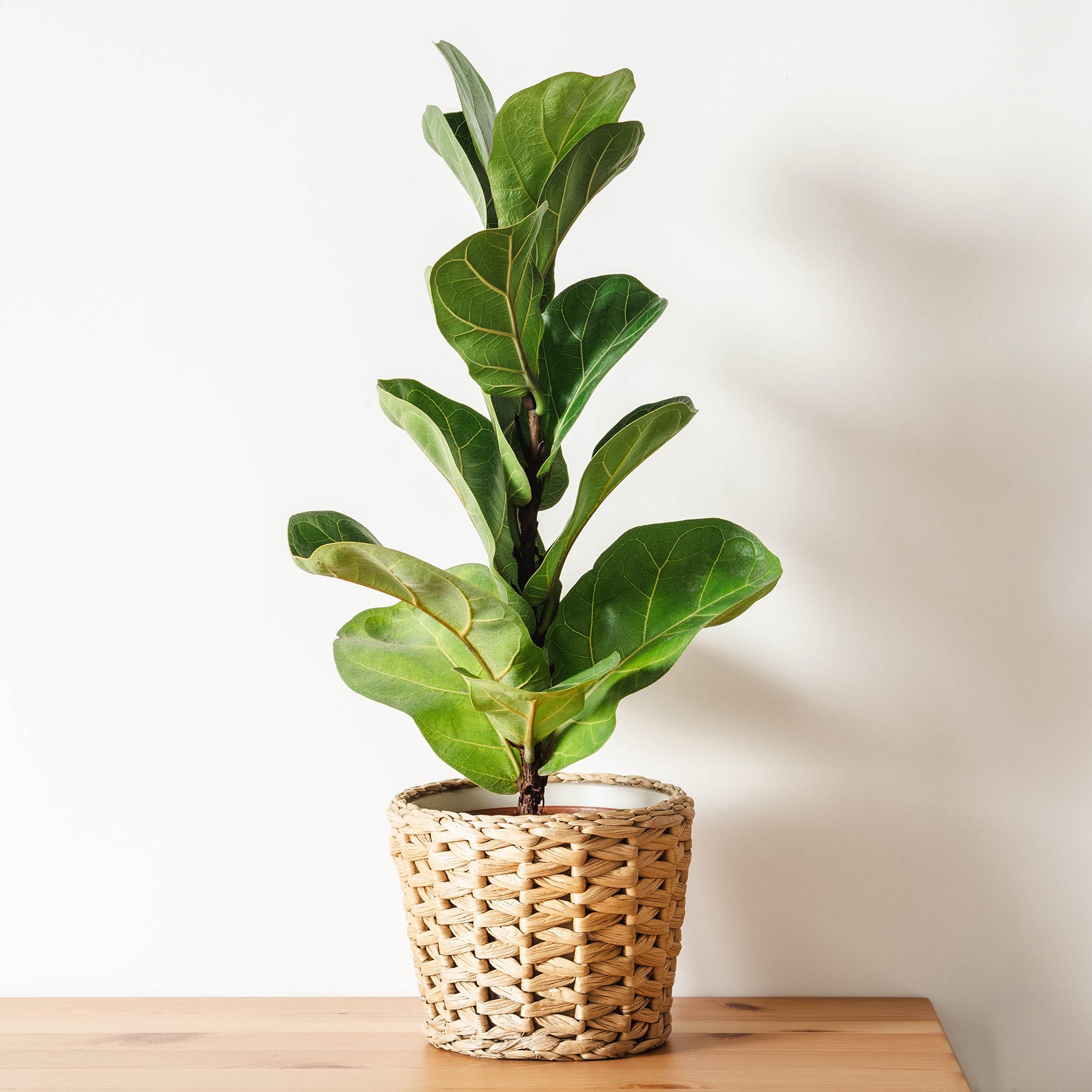 Ficus - Geigenfeige - Ficus Lyrata