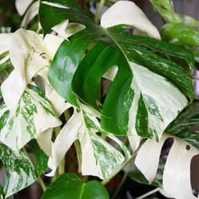 Buntes Fensterblatt - Monstera Deliciosa Variegata - Willemse