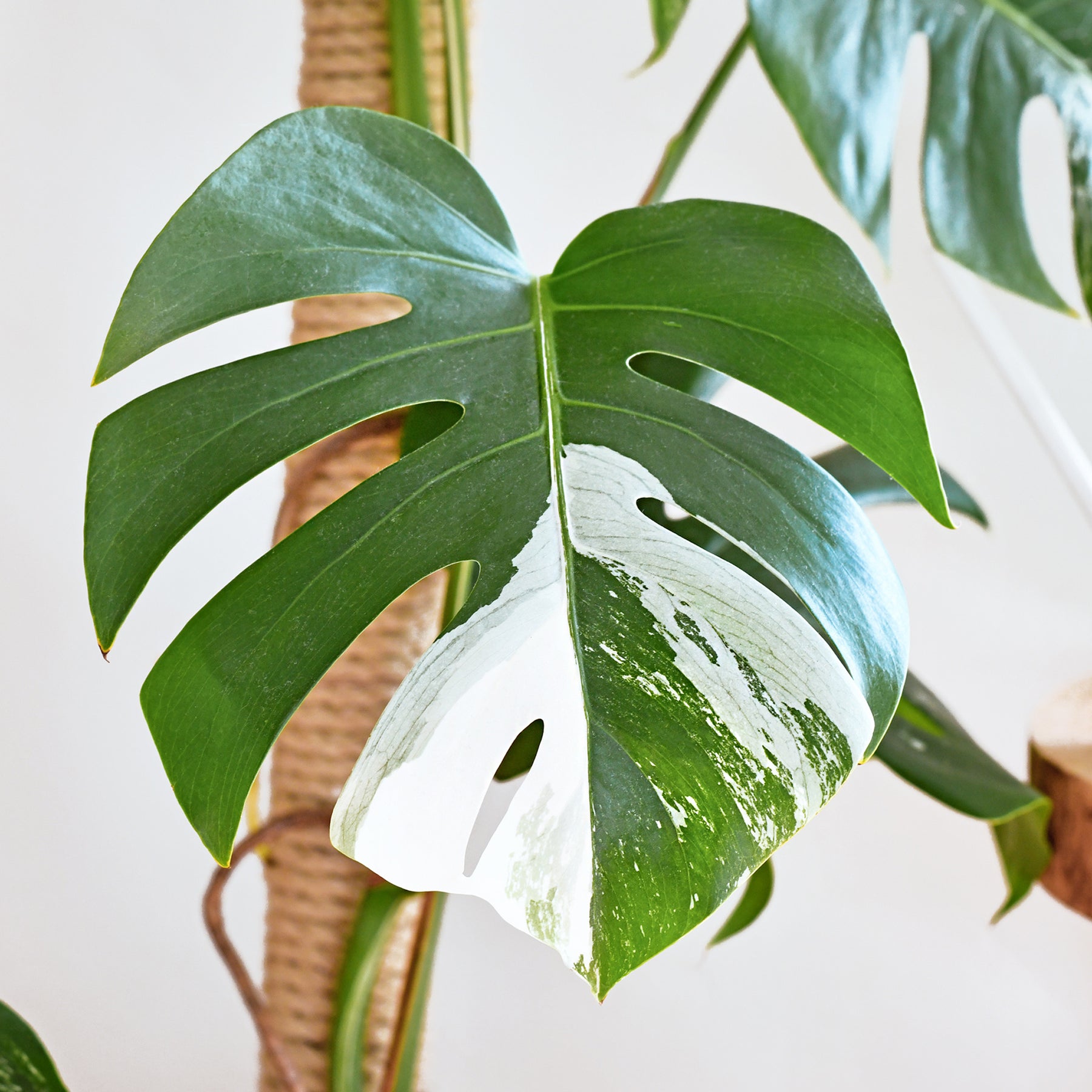 Philodendron - Buntes Fensterblatt - Monstera Deliciosa Variegata