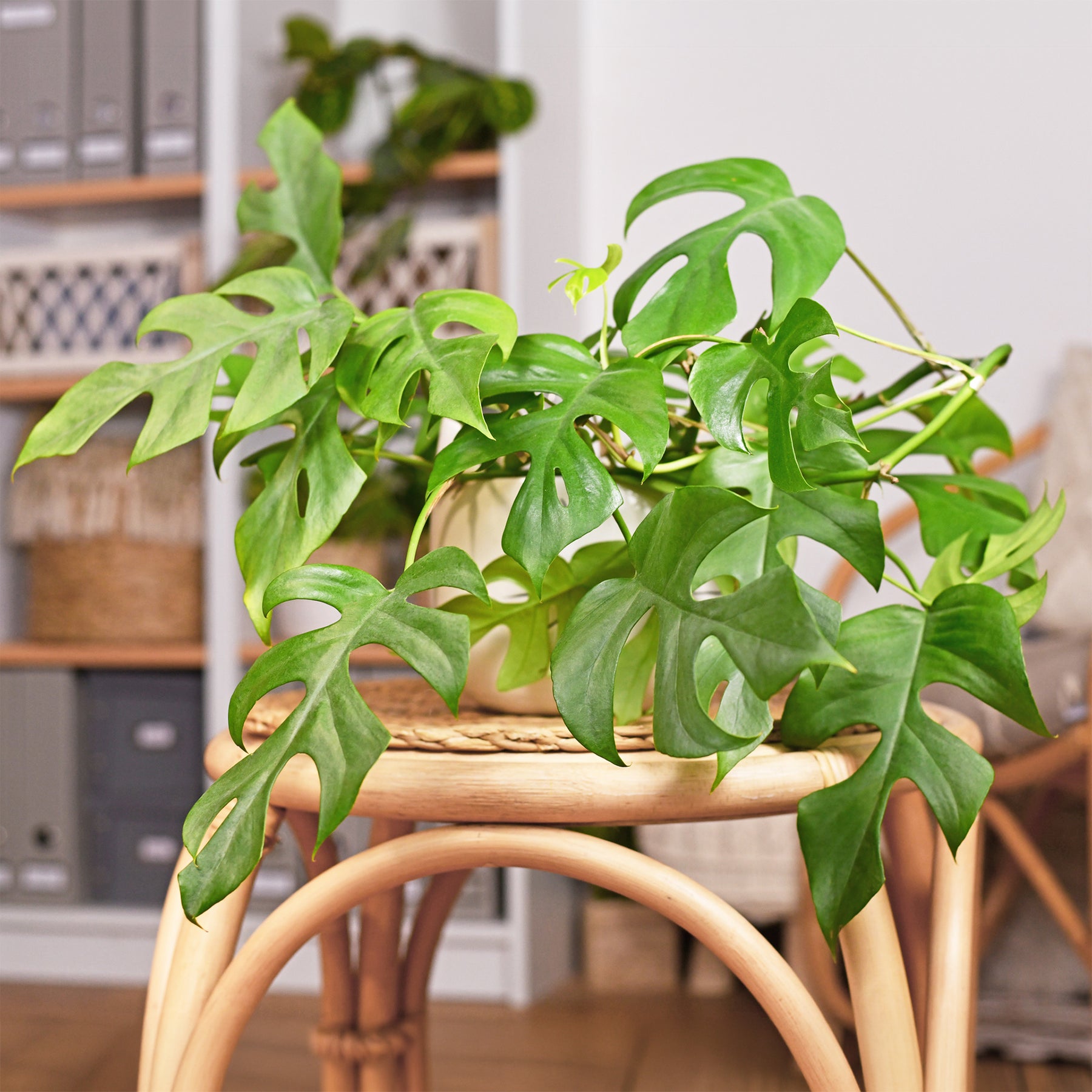 Mini-Fensterblatt - Monstera Minima - Willemse
