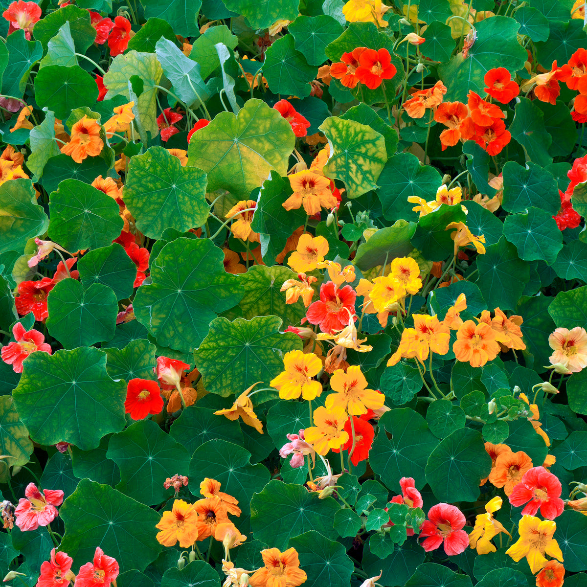 Gelbe Kapuzinerkresse - Tropaeolum majus - Willemse