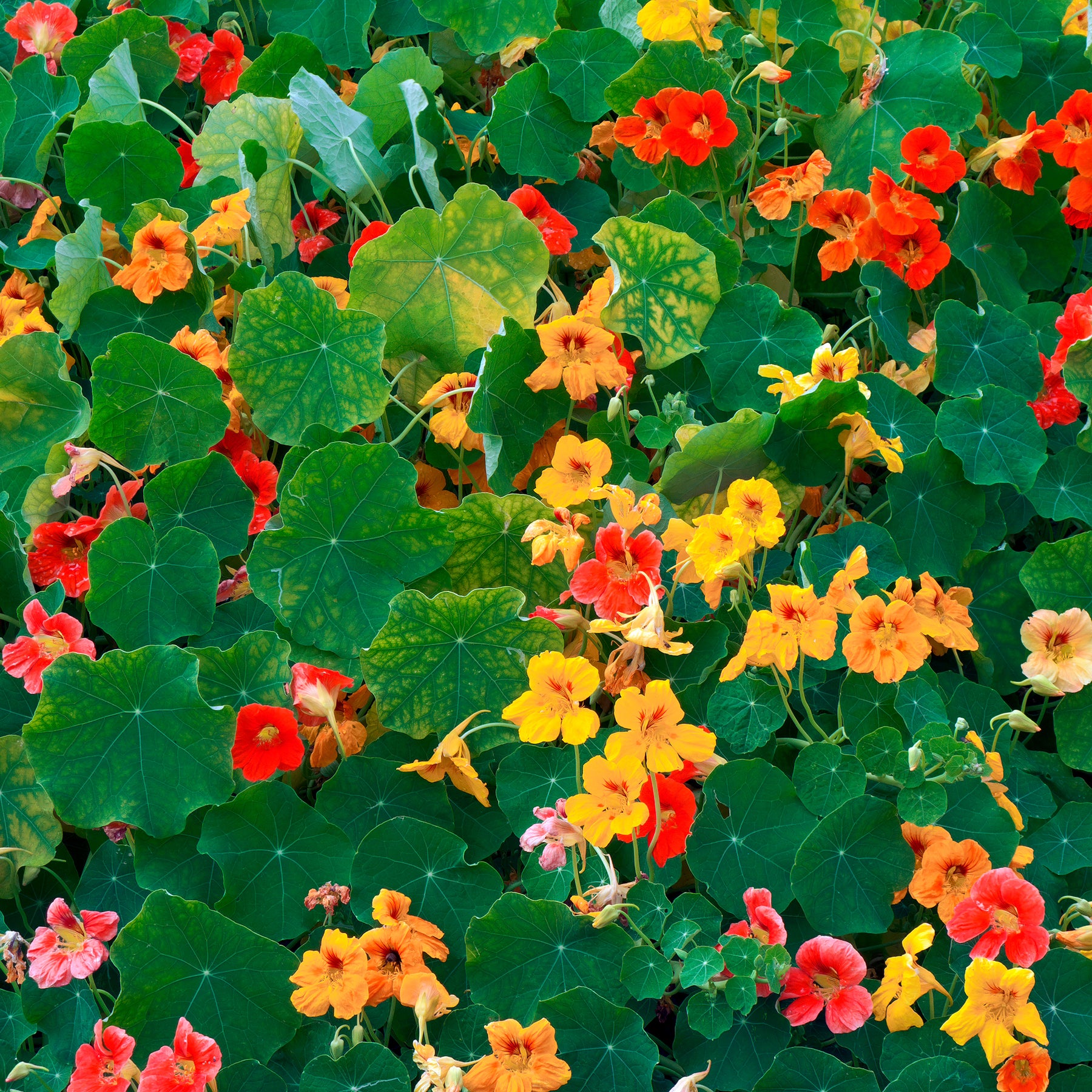 Gelbe Kapuzinerkresse - Tropaeolum majus - Willemse