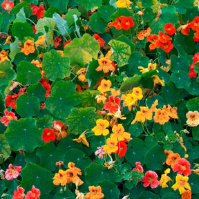 Gelbe Kapuzinerkresse - Tropaeolum majus - Willemse