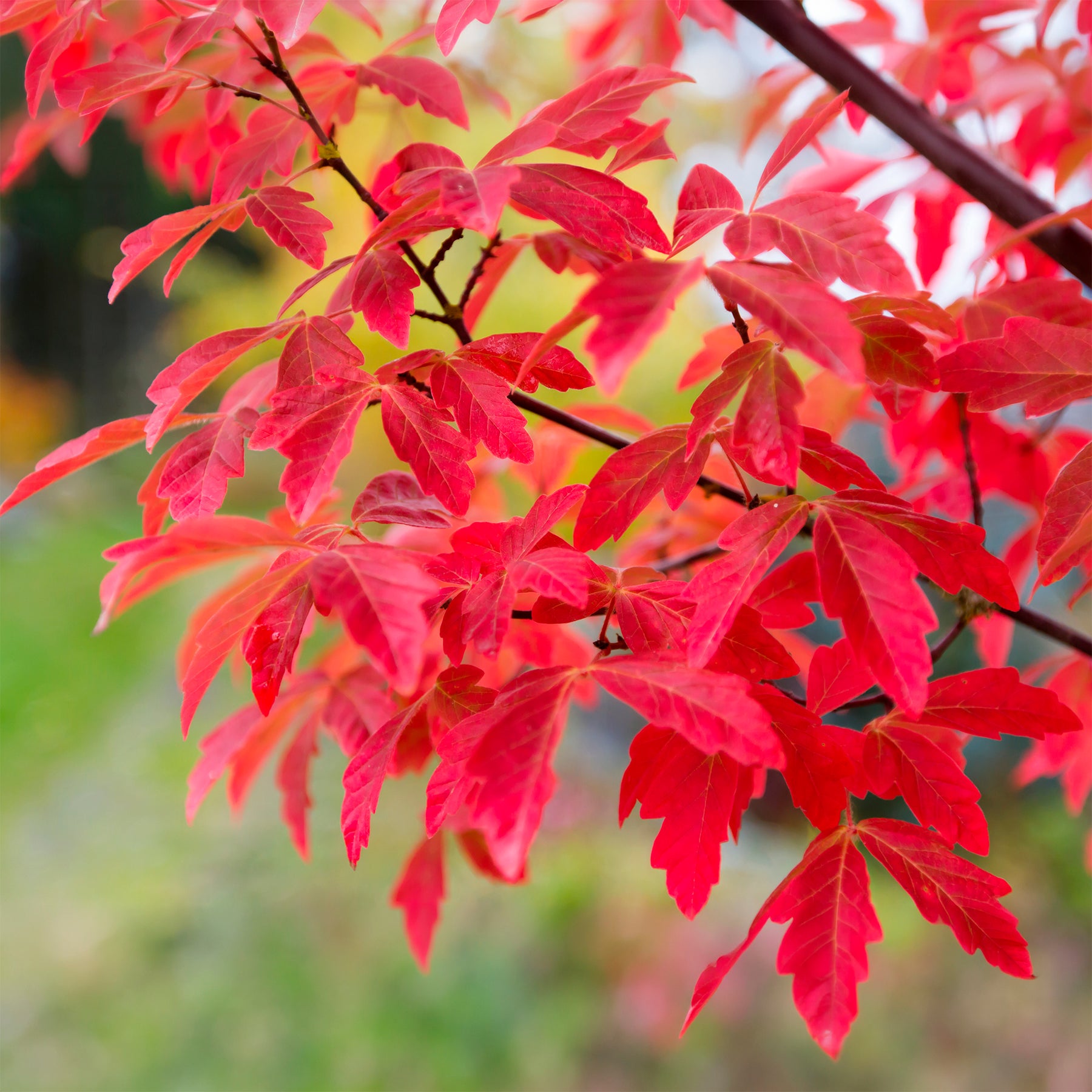 Papieresdoorn - Acer griseum - Willemse