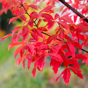 Papieresdoorn - Acer griseum - Willemse