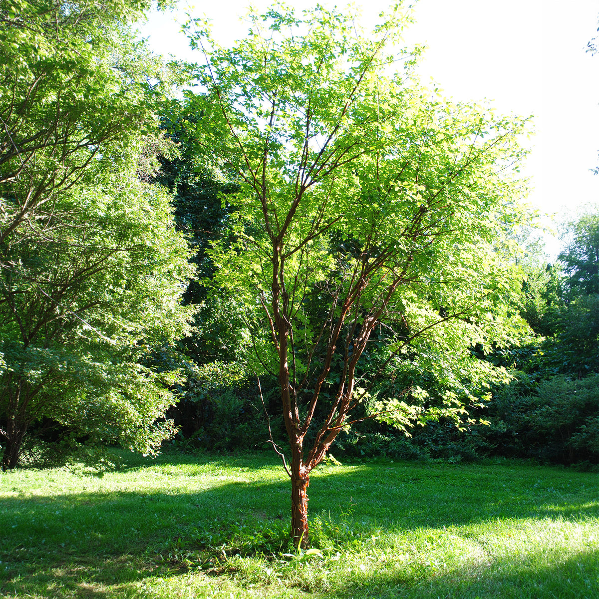 Acer griseum - Papieresdoorn - Esdoorn