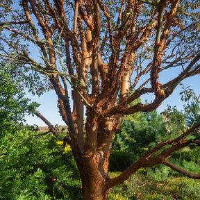 Esdoorn - Papieresdoorn - Acer griseum