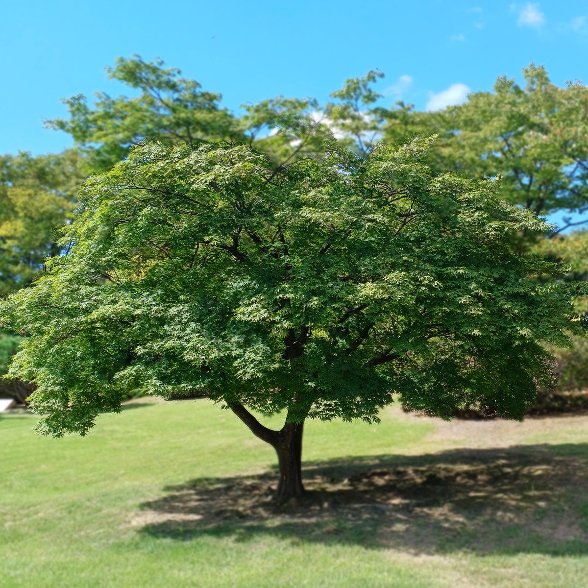 Japanse esdoorn - Acer palmatum - Willemse