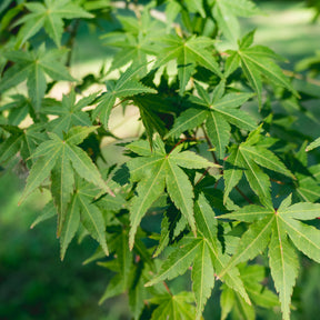 Acer palmatum - Japanse esdoorn - Japanse esdoorn
