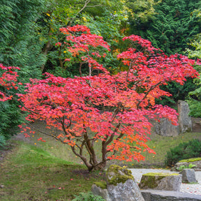 Japanse esdoorn - Willemse