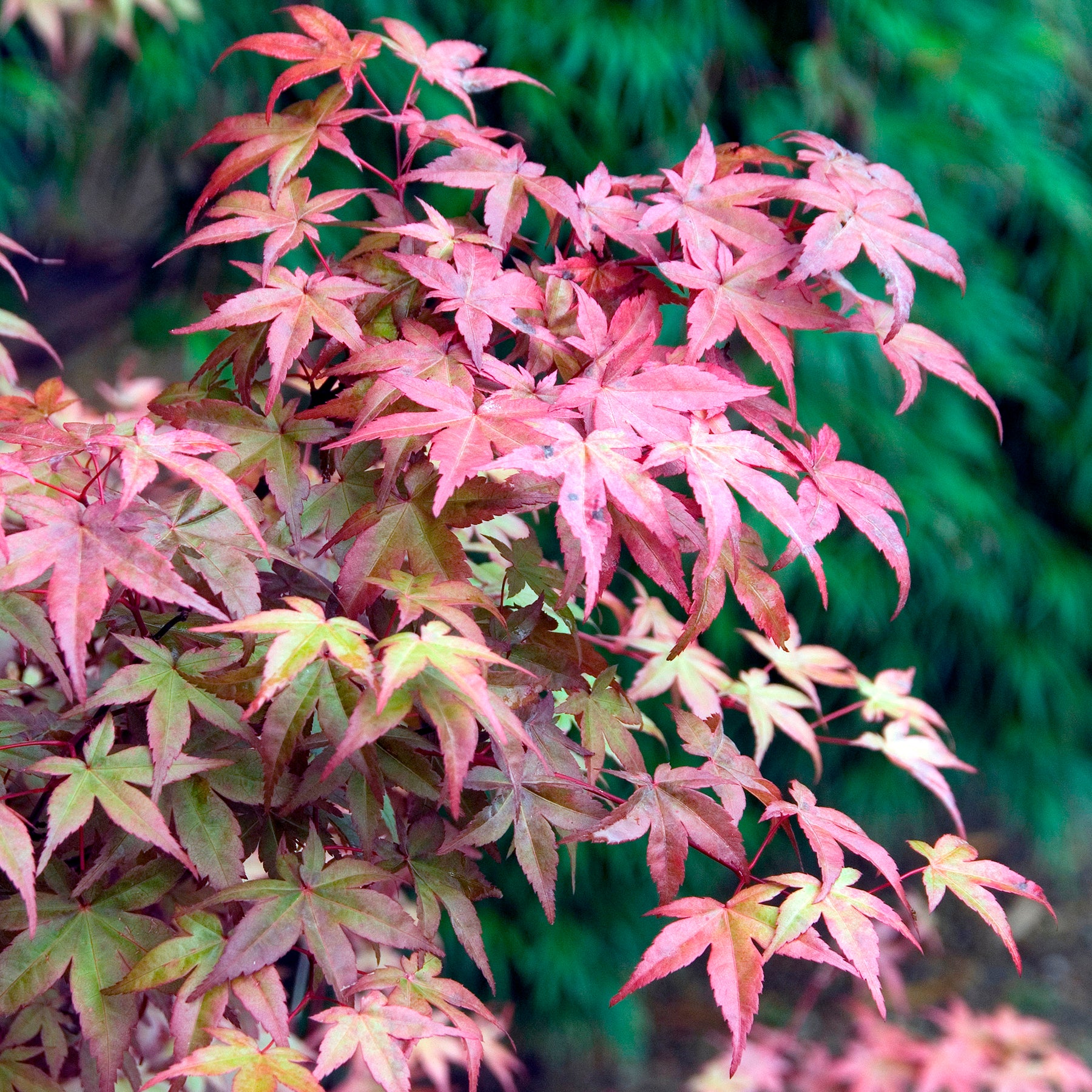 Japanse esdoorn Deshojo