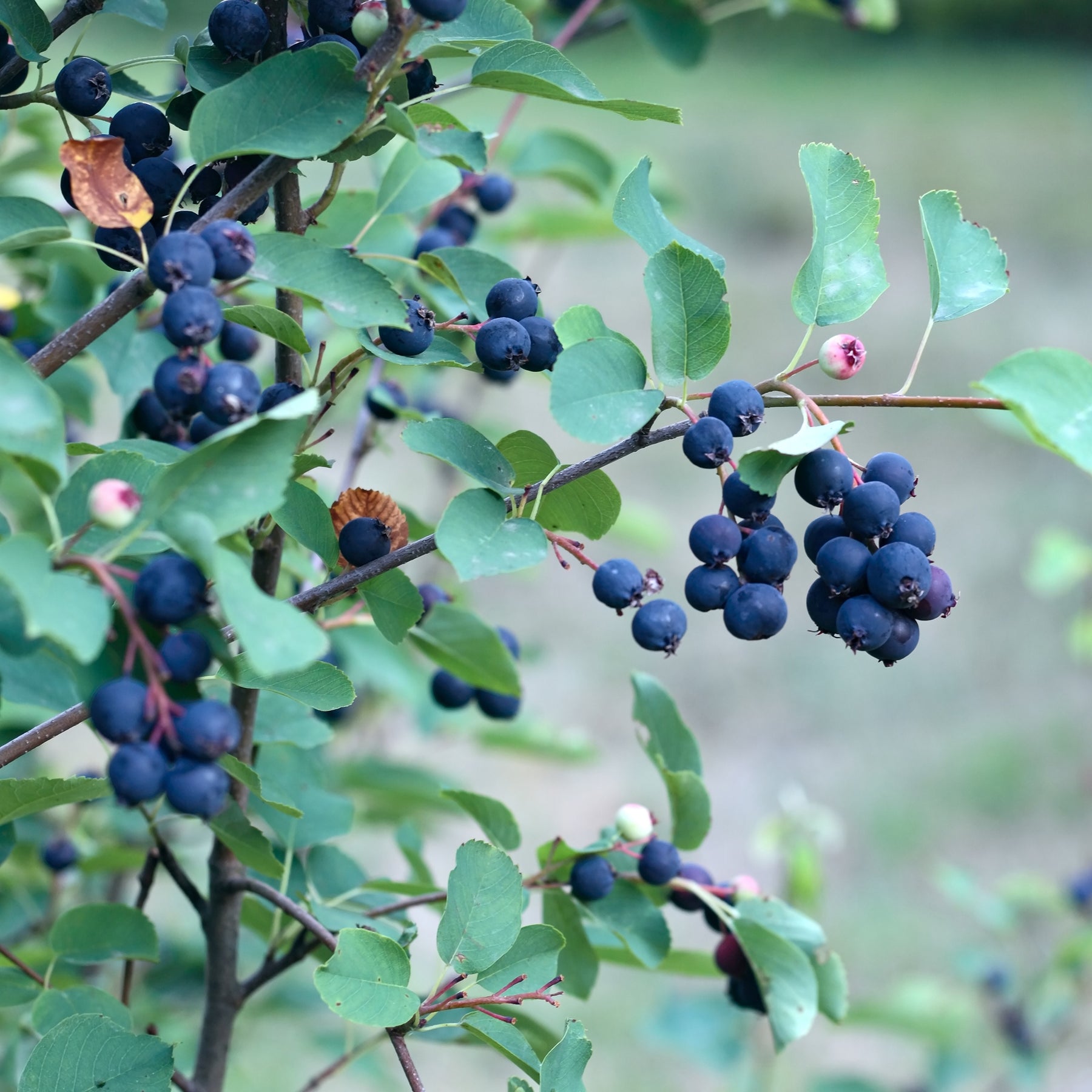 Elsbesbladige krentenboom Smokey - Amelanchier alnifolia Smokey - Willemse