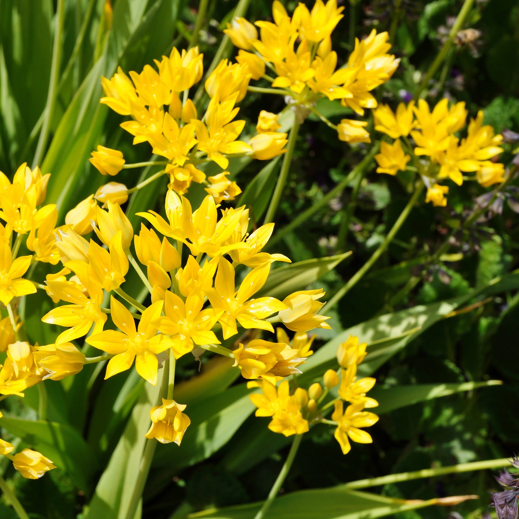  - Goudlook - Allium